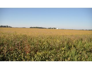Property photo 2 - 220.9 +/- Acres Offered in 5 Tracts - Farmland Auction